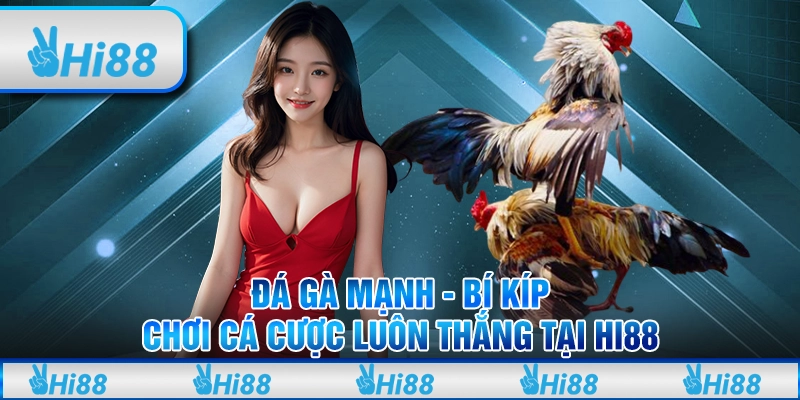 Đá gà mạnh - Bí kíp chơi cá cược luôn thắng tại hi88