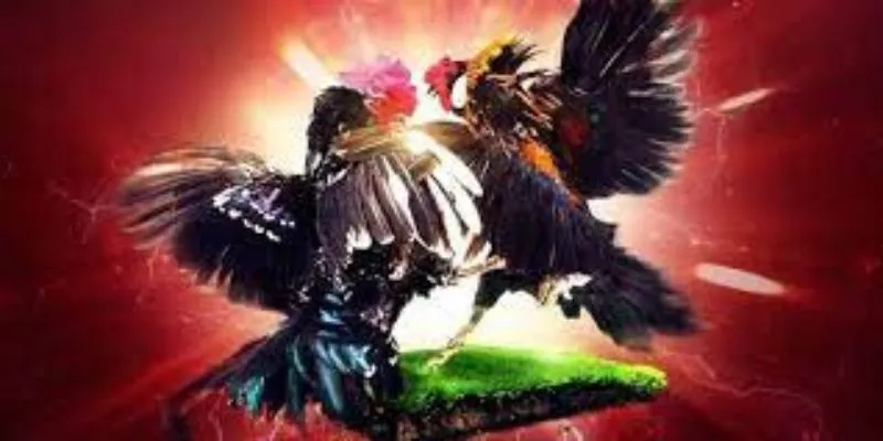 Những lưu ý khi tham gia cá cược