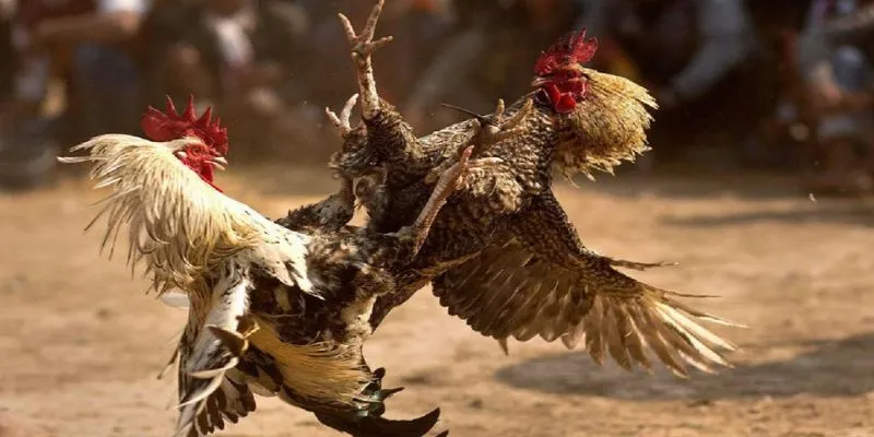 Chất lượng trận đấu cao