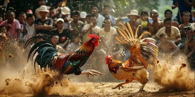 Xem đá gà - Nơi giải trí uy tín nhất Hi88 2 Những lợi ích vượt trội của việc xem đá gà live