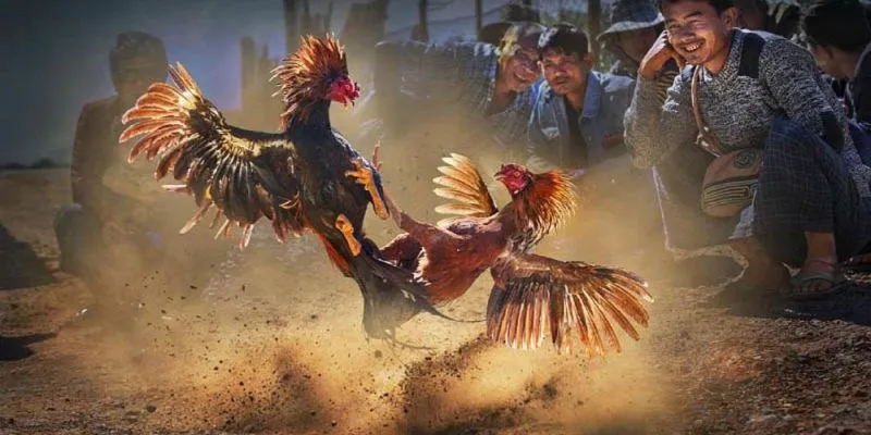 Xem đá gà - Nơi giải trí uy tín nhất Hi88 3 Các bộ môn hút người xem khi theo dõi đá gà trực tiếp