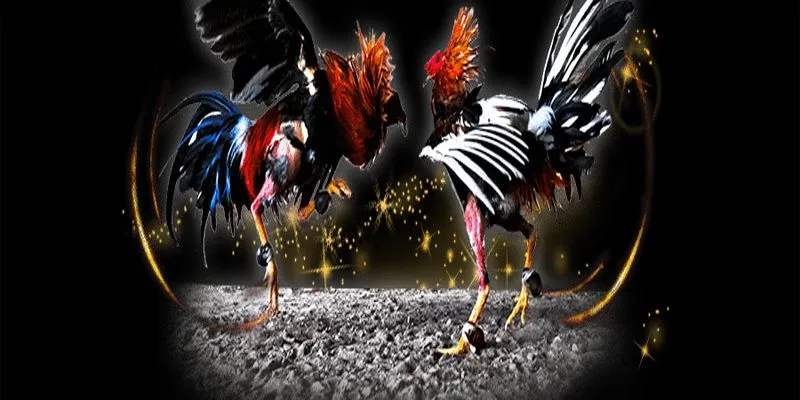 Đăng ký và tham gia đá gà tại HI88 chỉ với vài thao tác đơn giản