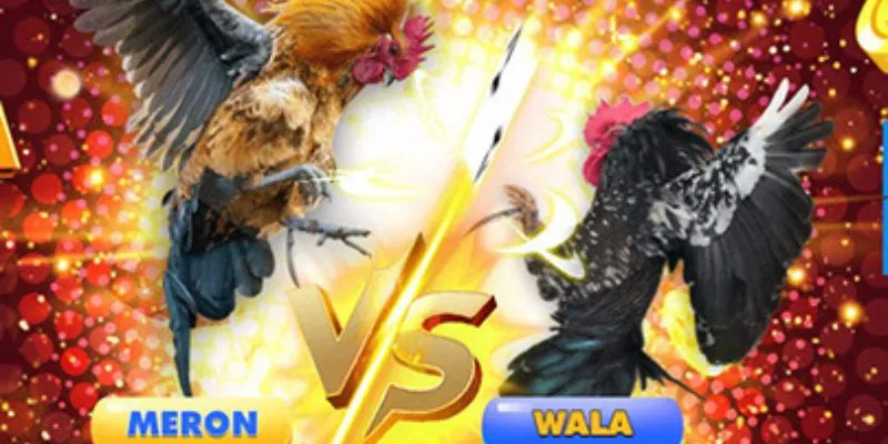 Phân tích kỹ phong độ gà chiến để tăng cơ hội thắng.