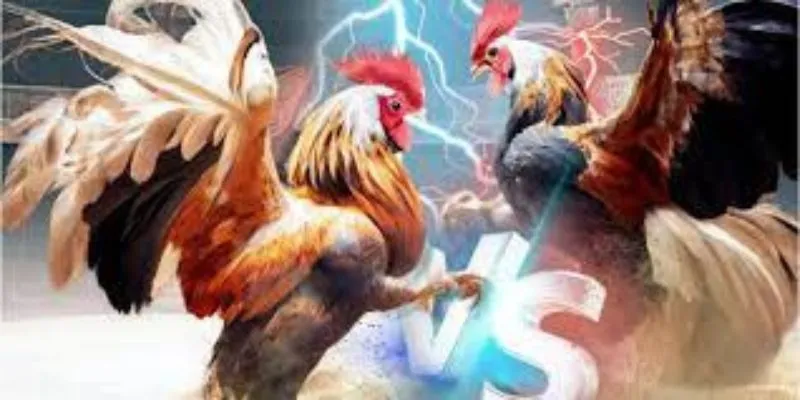Phân tích thông tin gà chiến là yếu tố quan trọng để đặt cược hiệu quả.