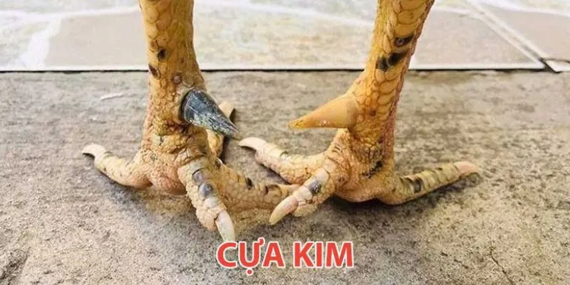 Đặc điểm chiến kê ảnh hưởng lớn đến kết quả trận đấu.