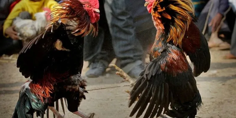 Thao tác đặt cược linh hoạt và dễ dàng