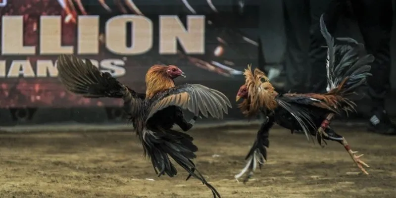 Quản lý vốn giúp kéo dài cuộc chơi