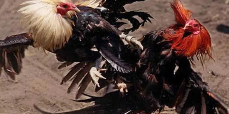 Đá Gà Sinh Tử Hi88- Những Trận Đấu Đầy Hồi Hộp 4 Lợi ích từ hệ thống Hi88