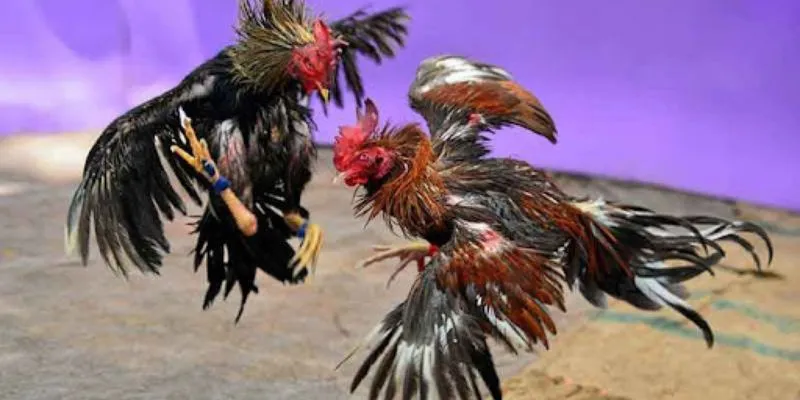 Giao diện hiện đại tạo điều kiện tốt nhất cho người chơi.