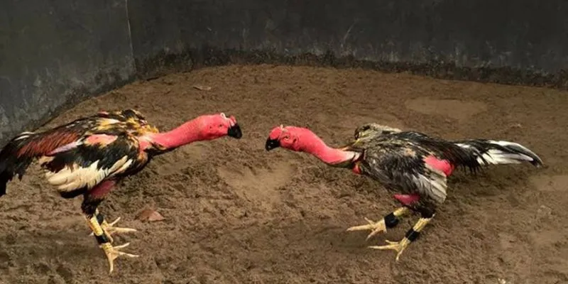 Gà nòi và gà tre là hai giống gà chọi nổi tiếng tại Việt Nam.