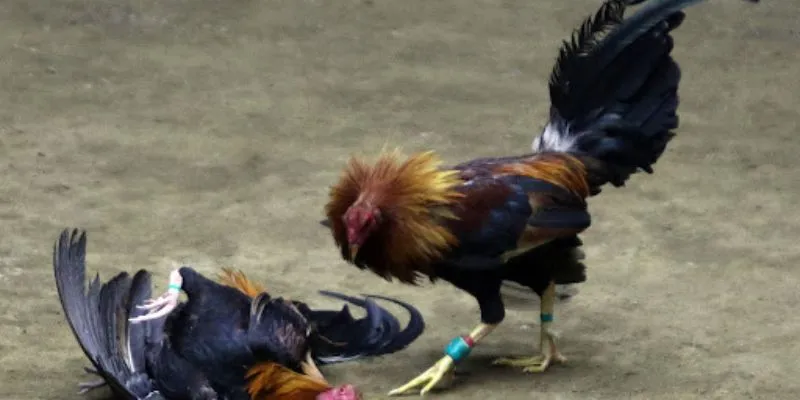 Hi88 mang đến trải nghiệm đấu trường gà chọi trực tuyến chất lượng cao.