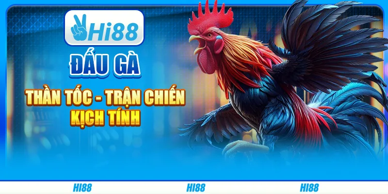 Đấu gà thần tốc - trận chiến kịch tính trên Hi88