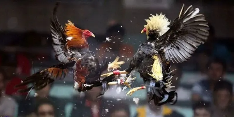 Sự khác biệt giữa đá gà hoang dã và các loại hình đá gà khác.