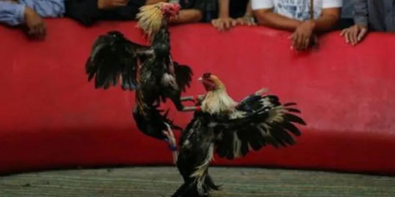 Các kèo cược đa dạng giúp tăng tính hấp dẫn