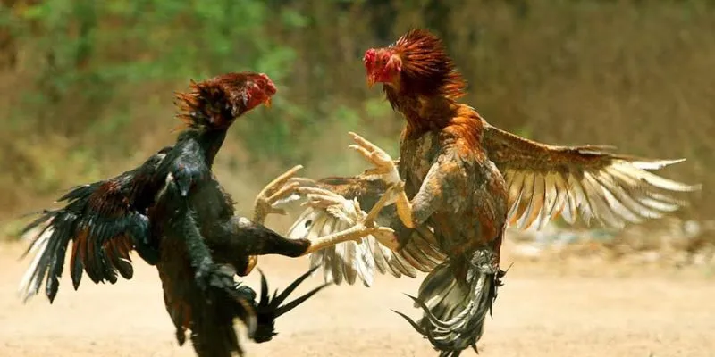 Huấn luyện đúng cách giúp gà phát huy tối đa sức mạnh
