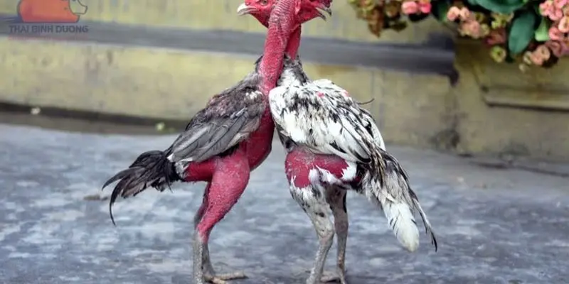 Cập nhật top các trận đấu được yêu thích nhất hiện nay