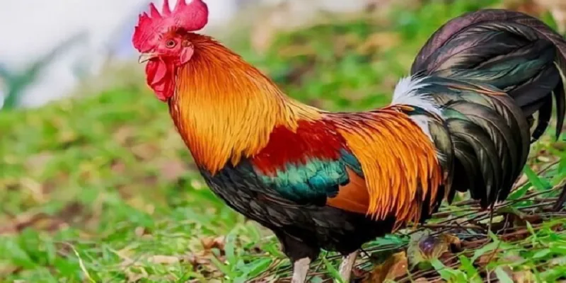 Những loại kèo đá gà thường gặp