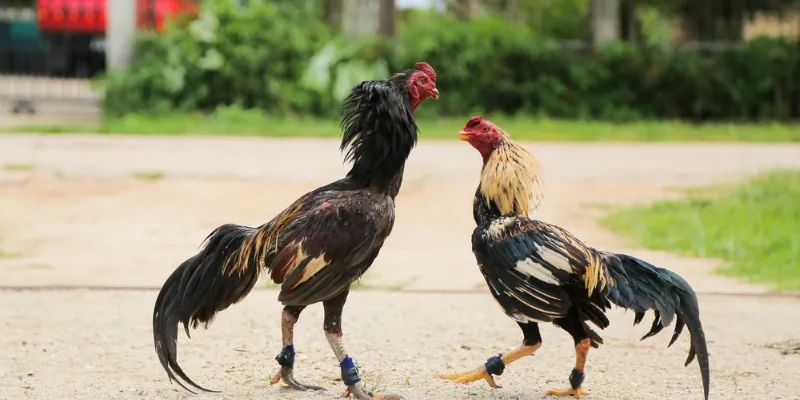 Tiêu chuẩn nào dùng để nhận biết chiến kê mạnh?